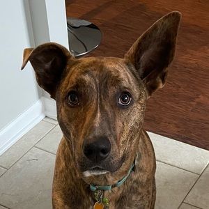 Meet your Posher, Shannon